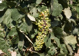 174 Santorini_20150710